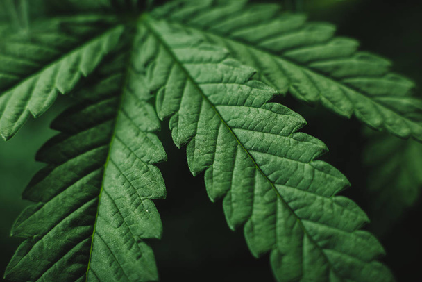 cannabis planta una hoja de marihuana
  - Foto, Imagen