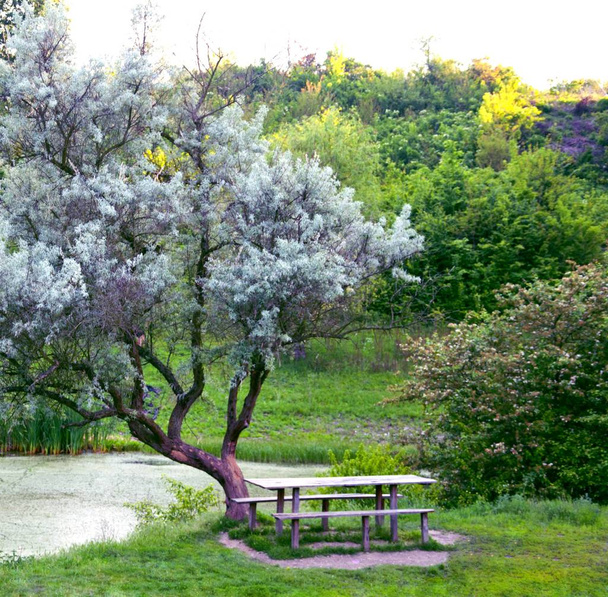 Banco y mesa en medio de un bosque
 - Foto, Imagen