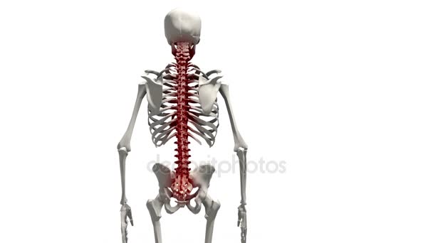 Fájdalom a gerinc egy emberi 3d animáció - Felvétel, videó