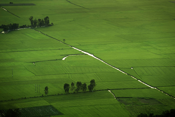 Mens werken op een rijst gebied in Azië - Foto, afbeelding