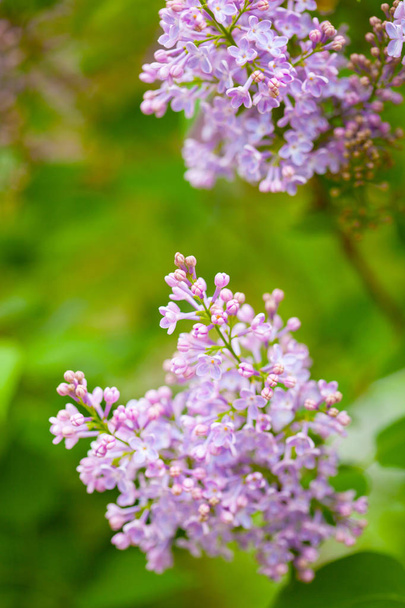 beautiful lilac flowers in garden - 写真・画像