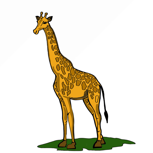 giraffe icon animal - Valokuva, kuva