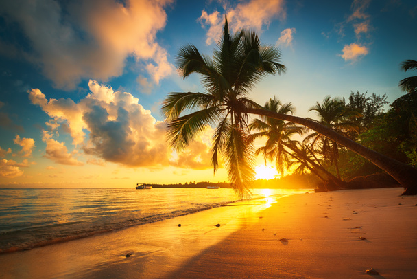 Palm en tropisch strand in Punta Cana, Dominicaanse Republiek - Foto, afbeelding