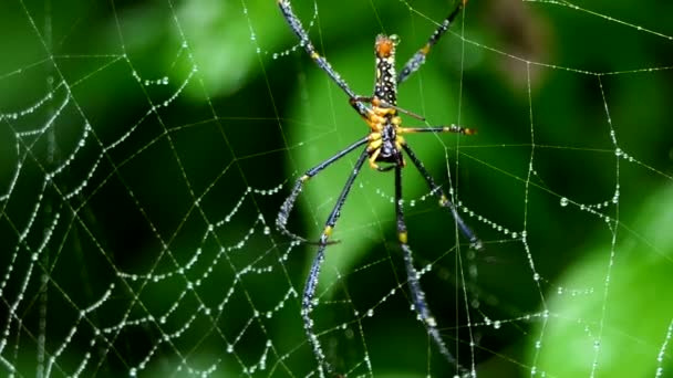 Spin op web in tropisch regenwoud. - Video