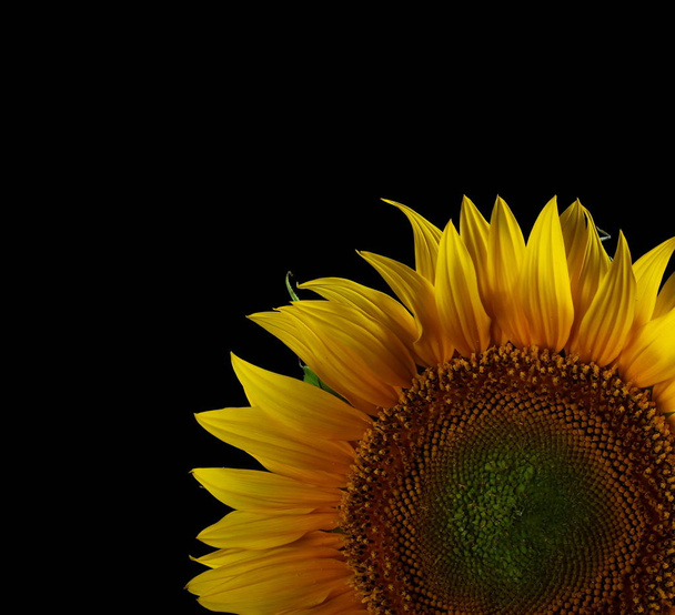 Sunflower isolated on black background - 写真・画像