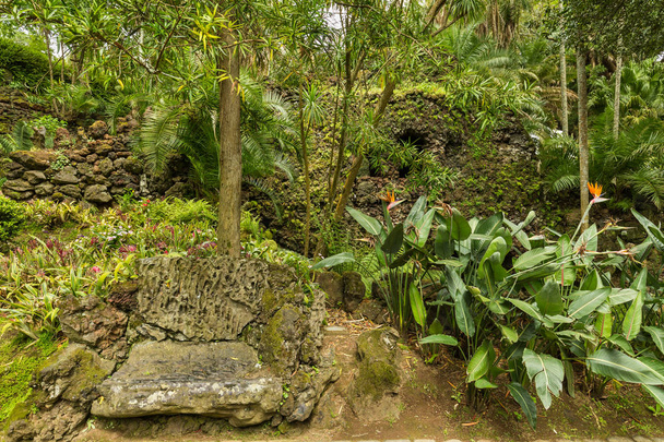 Jardin botanique Antonio Borges à Ponta Delgada
 - Photo, image