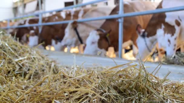 siana i krowy, że jedzenie w stodole, zmiana ogniskowej - Materiał filmowy, wideo