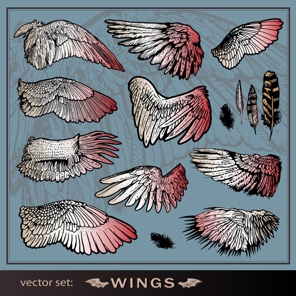 Векторний набір крил
 - Вектор, зображення