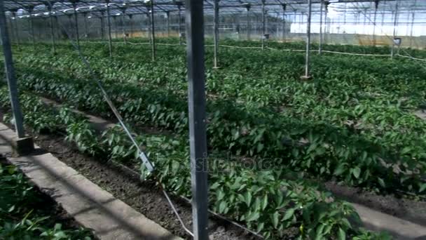 farming pappers in the greenhouse,pappers in the rows - Footage, Video