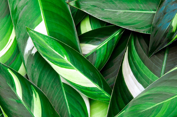Fondo de hojas verdes tropicales frescas
 - Foto, imagen
