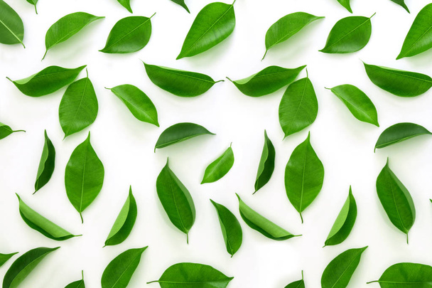 Pohled shora, záběr zelené listy ploché ležela na bílém pozadí - Fotografie, Obrázek