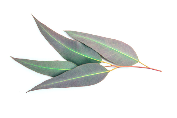 cerrar hojas de eucalipto sobre fondo blanco
 - Foto, imagen