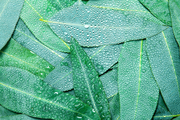 Luonto Eukalyptus lehdet vesisade pudota tausta
  - Valokuva, kuva