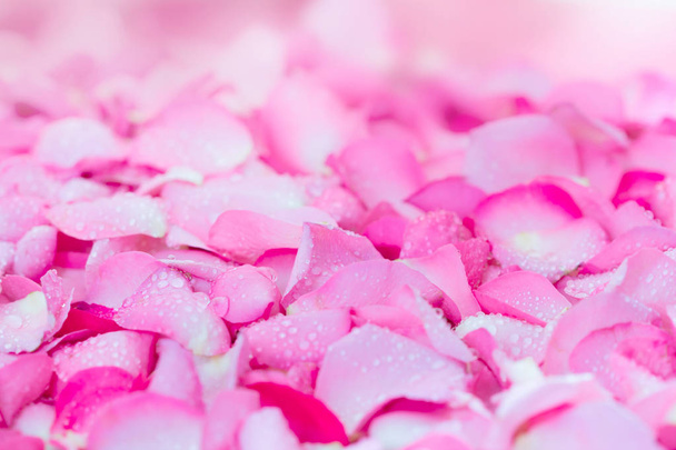  víz csepp eső friss világos rózsaszín rózsa szirom háttér - Fotó, kép