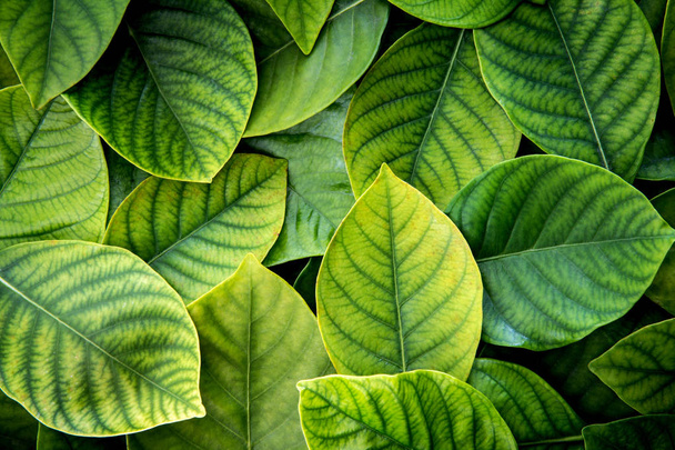 the  Fresh tropical Green leaves background - Photo, Image