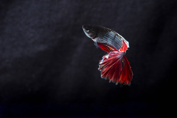 Walczącej ryby (Betta splendens) ryb z pięknym  - Zdjęcie, obraz