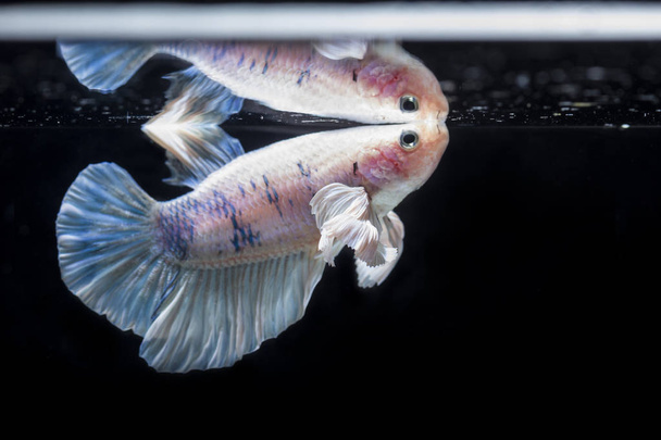 Καταπολέμηση ψάρια (Betta splendens) τα ψάρια με μια όμορφη σειρά  - Φωτογραφία, εικόνα