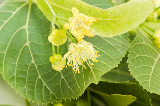 Background of the linden flowers closeup - Photo, Image