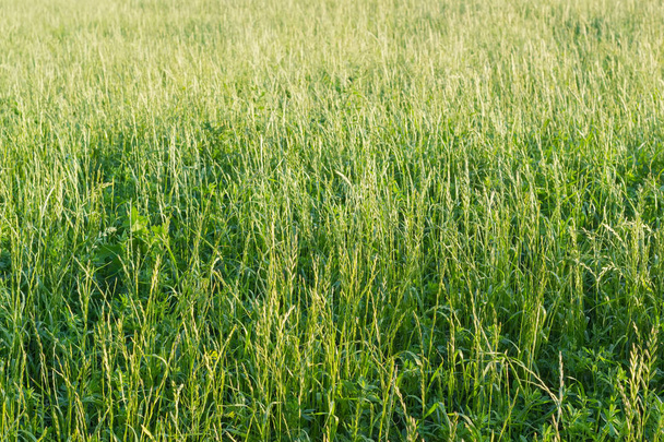 Fundo da grama alta com orelhas
 - Foto, Imagem