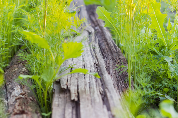 Achtergrond van de rotte houten planken begroeid met gras - Foto, afbeelding