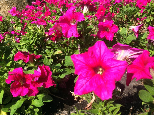 Vue sur la nature de pétunia fleurs roses fleurissant dans le jardin sous la lumière du soleil. - Photo, image
