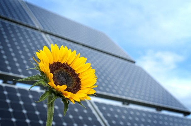 Girasol con panel solar
 - Foto, Imagen