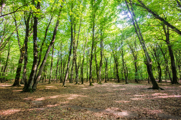Green forest during bright summer day - Fotoğraf, Görsel