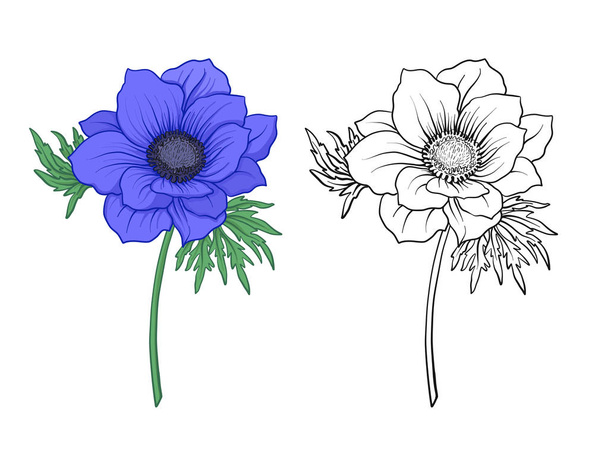 Anemone flowers. Set of colored and outline flowers. - Vecteur, image