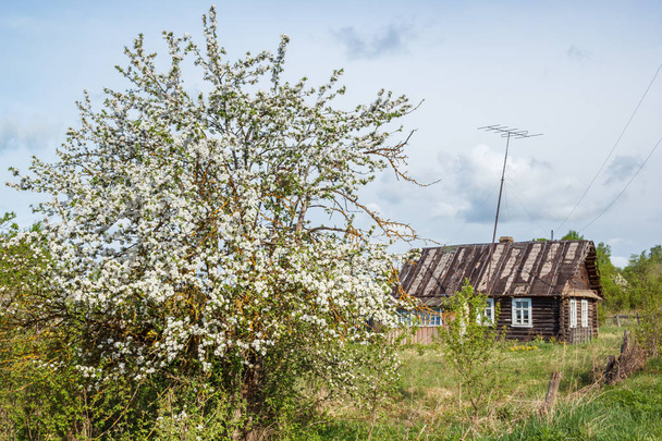 Старая яблоня в саду возле бревенчатого дома
 - Фото, изображение