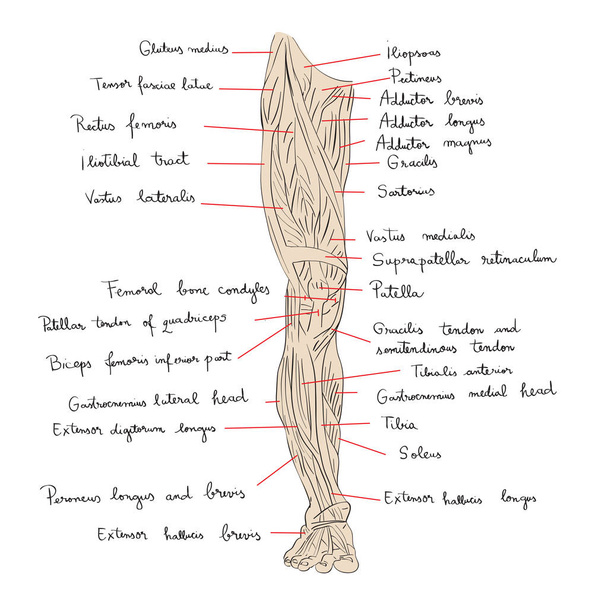músculos de la pierna color delantero
 - Foto, imagen