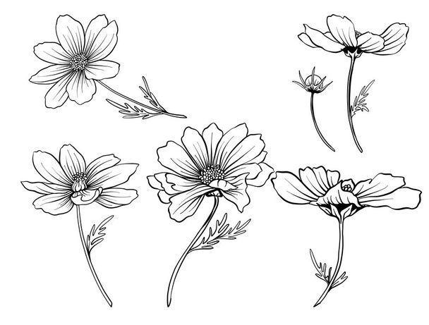 Cosmos flowers. Set of outline flowers. - Vector, Image