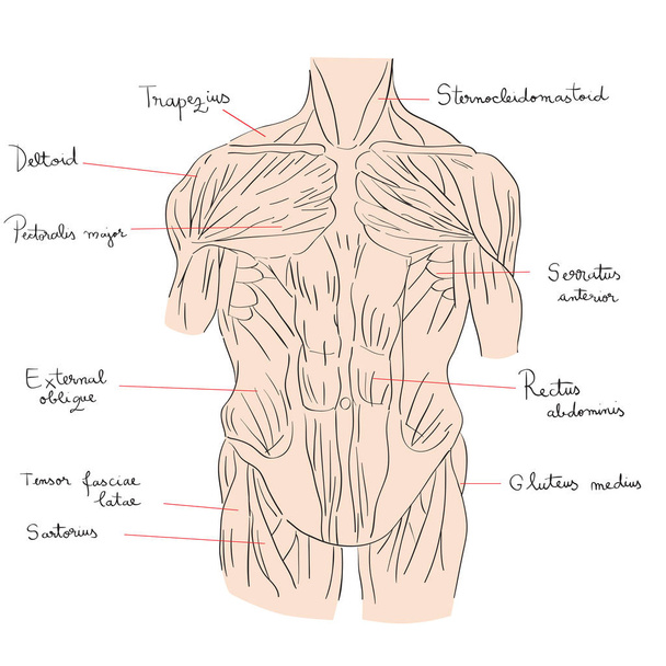 Barva přední svaly trupu - Fotografie, Obrázek