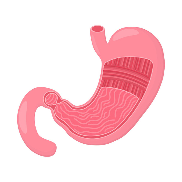 Stomach icon. Human internal organs. Digestion. Digestive tract, system. Healthcare. Flat style. Vector illustration - Vettoriali, immagini