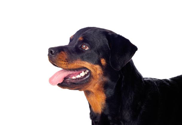 大人のロットワイラー犬 - 写真・画像