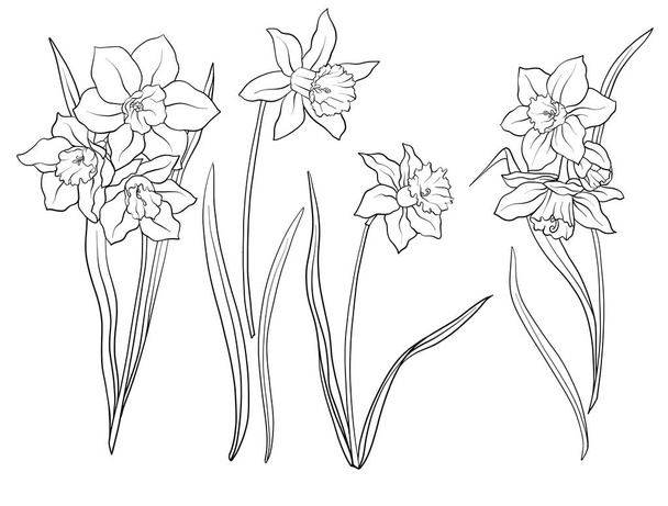 Narcissi flowers. Set of outline flowers. - Vektor, Bild