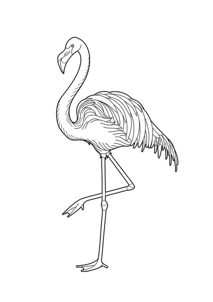 Flamingo gráfico bonito
 - Vetor, Imagem
