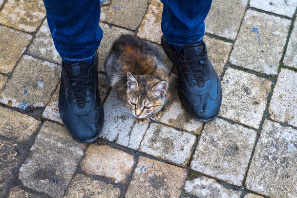 Egy macska ül a láb egy álló férfi. - Fotó, kép