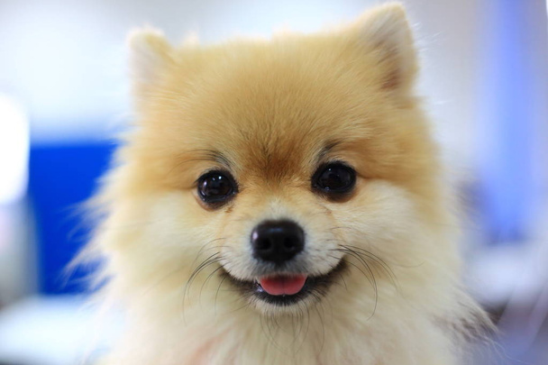 chien poméranien sourire heureux mignon
 - Photo, image