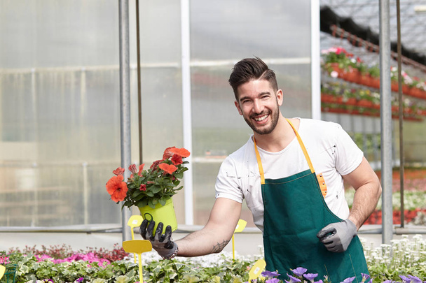 happy male nursery worker trimming plants in greenhouse - Fotografie, Obrázek