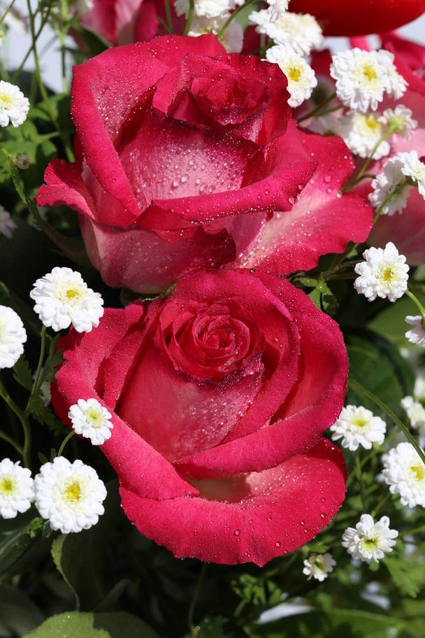  Beautiful roses in the garden - Photo, Image