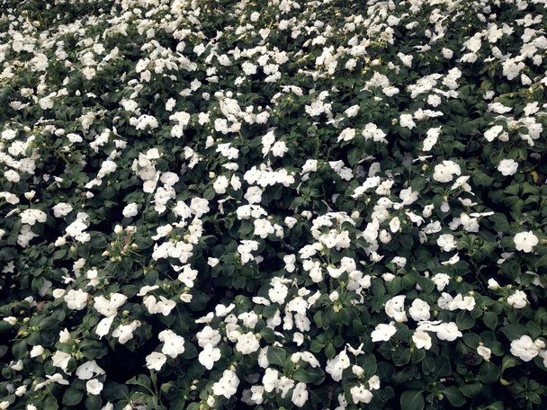 日光の下で庭に咲く白い花の自然風景。Vinca Rosea,ペリウィンクル,サダバハール - 写真・画像