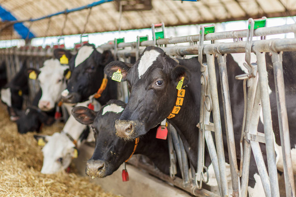 Dairy cows in a farm. - Фото, зображення