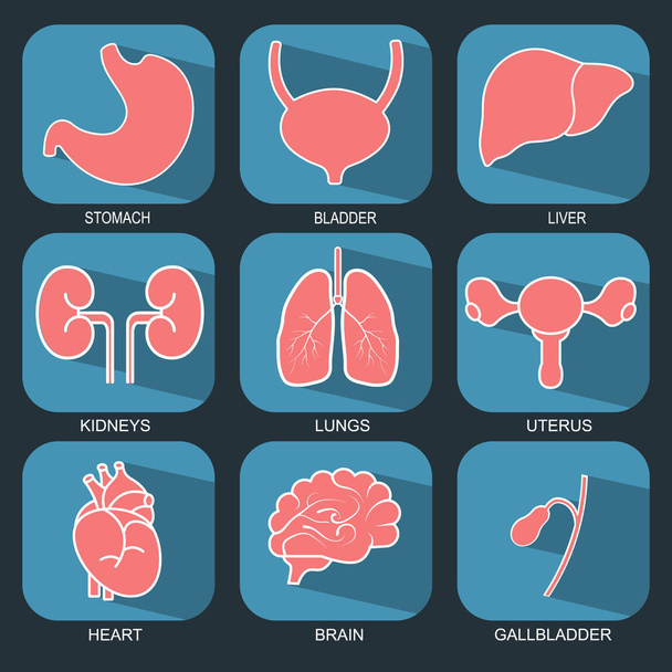 Ícones de órgãos humanos internos definidos em estilo de design plano
 - Vetor, Imagem