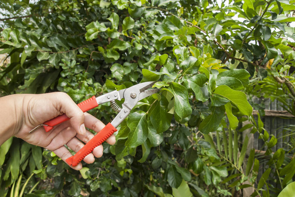  pruning shears in hand - 写真・画像