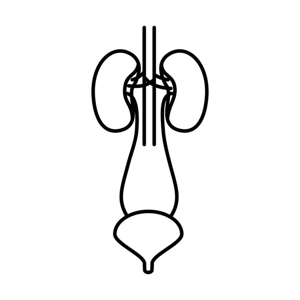 desenho da mão contorno do sistema renal com uretra
 - Vetor, Imagem
