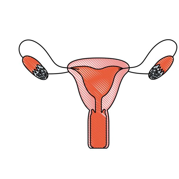 color crayón silueta simple sistema reproductivo femenino
 - Vector, imagen