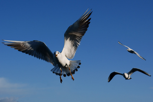 Летающая чайка
 - Фото, изображение