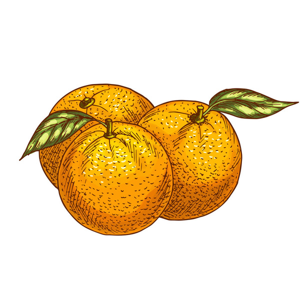 Mandarinkový nebo oranžové ovoce Vektorové ikonu skica - Vektor, obrázek