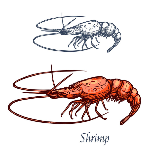 Shrimp prawn seafood vector isolated sketch icon - Vector, Image