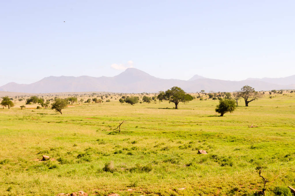 Pohled na savannah Tsavo East  - Fotografie, Obrázek